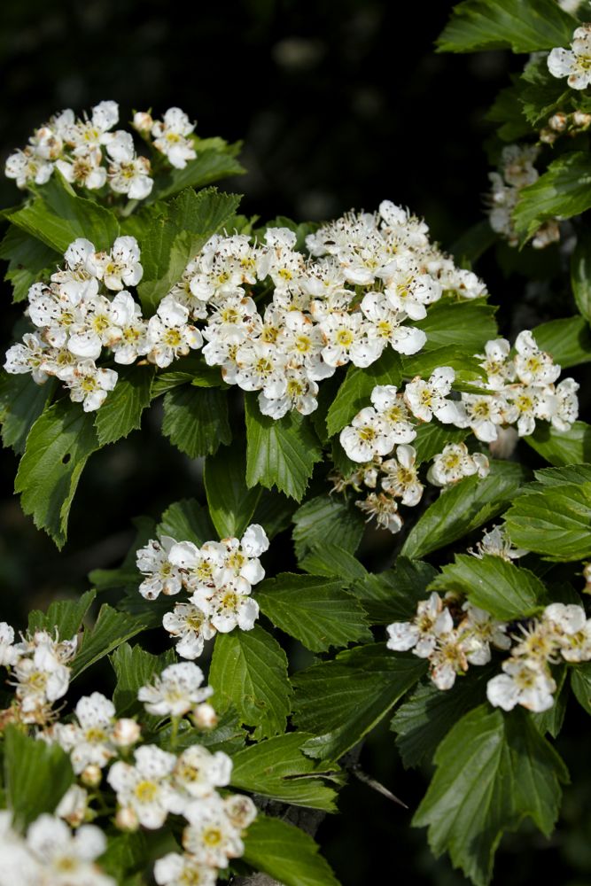 Hawthorn  {Crataegus oxyacantha or Crataegus&nbsp;monogyna}