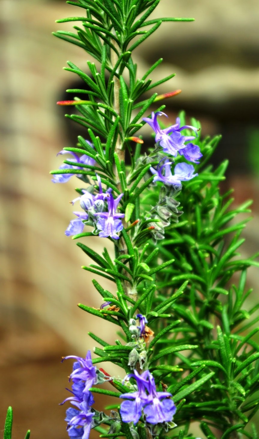 Rosemary Lore