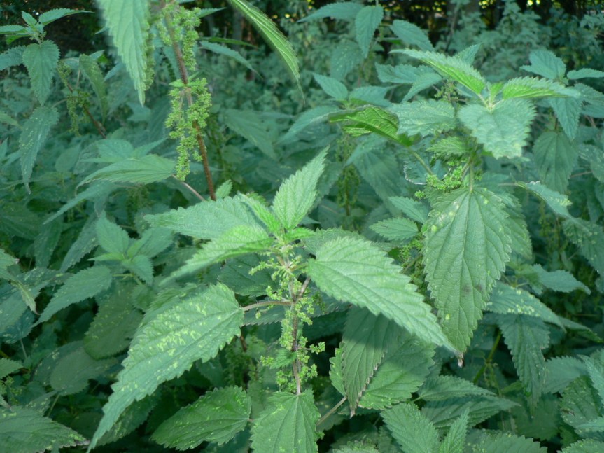 Nettle  {Urtica dioica}