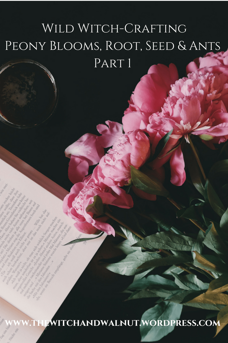 Wild Witch-Crafting With Peony Blooms, Root, Seed & Ants – Part&nbsp;1
