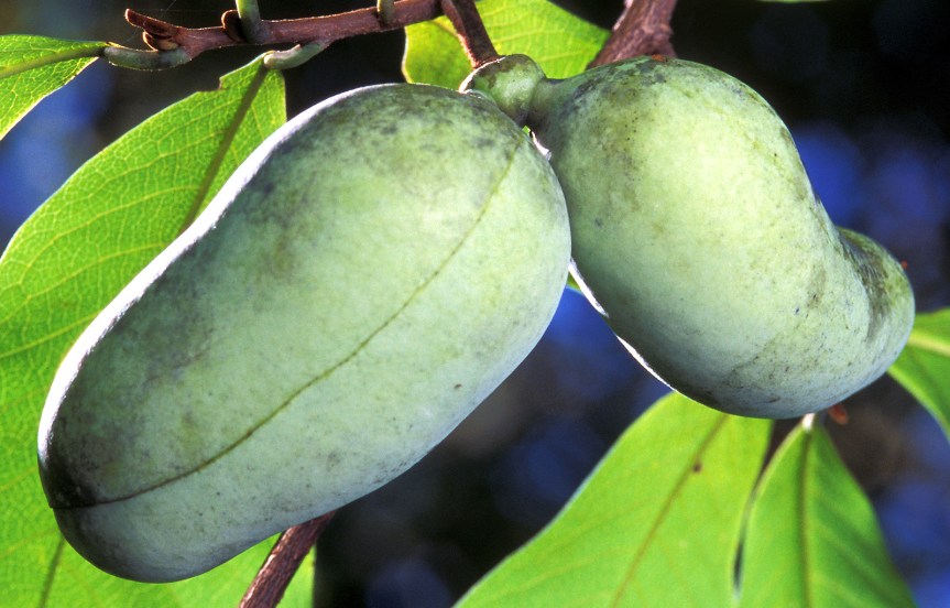 Ozark Encyclopedia – P –&nbsp;Pawpaw