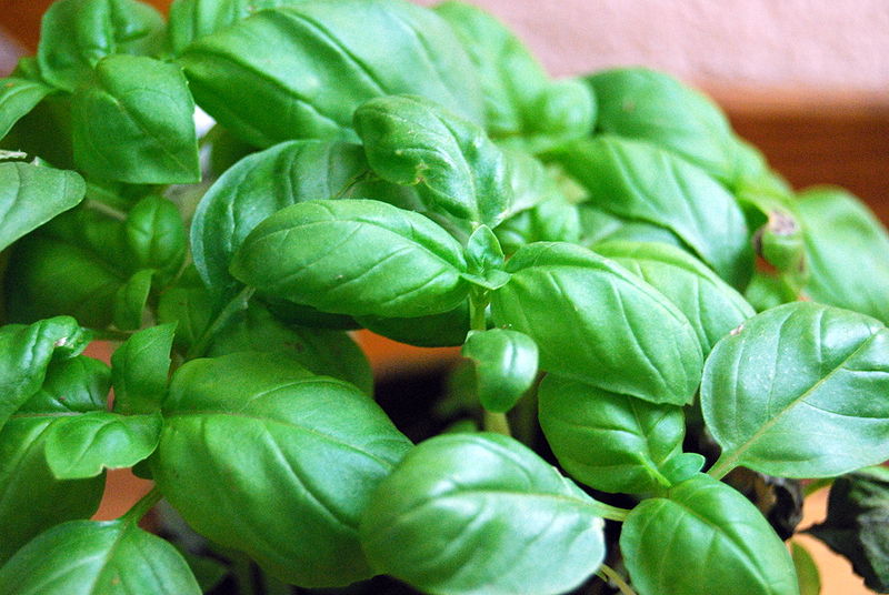 Our ‘Go To’ Herb:&nbsp;Basil