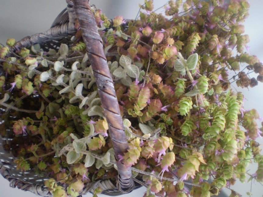 Oregano Lore