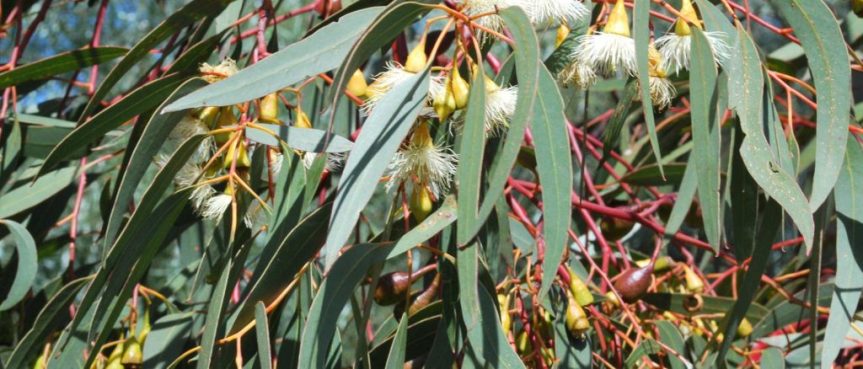 Plant Profile: Eucalyptus {Eucalyptus&nbsp;globulus}