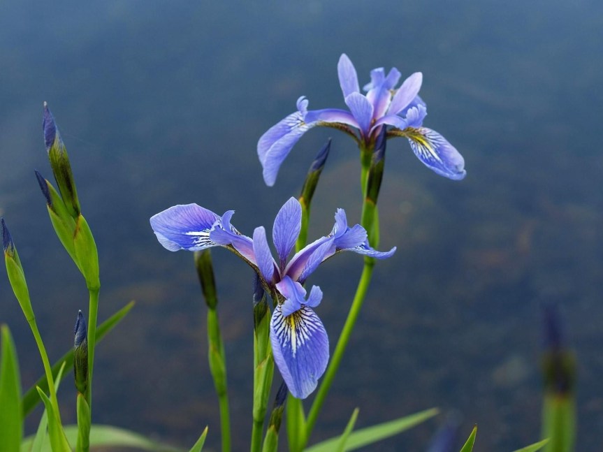 Blue Flag: Wild&nbsp;Irisis
