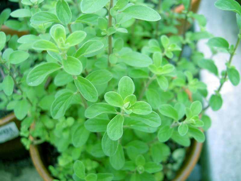 Sweet Marjoram {Origanum&nbsp;majorana}