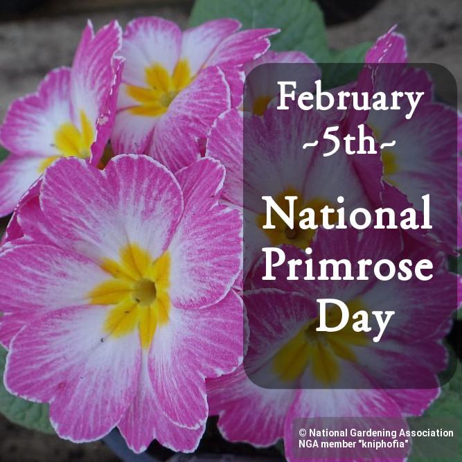 primrose day
