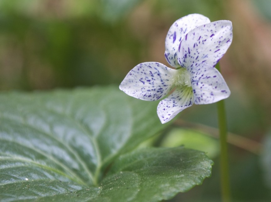 The Medicinal Properties and Health Benefits of&nbsp;Violets.