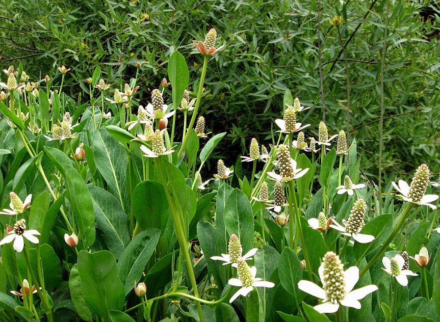 Plant Profile: Yerba&nbsp;Mansa