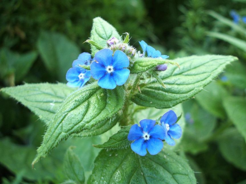 Plant Profile: Alkanet {Anchusa&nbsp;officinalis}
