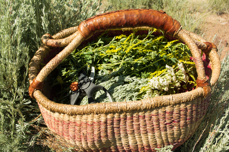 Wild Foods and&nbsp;Foraging