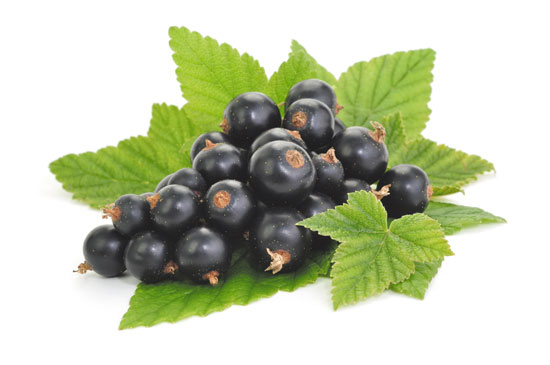 Black-Currant-Web jpg