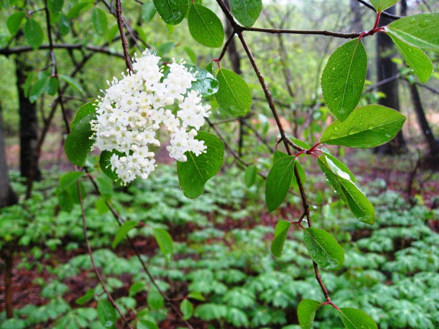 Plant Profile: Black&nbsp;Haw