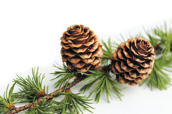 Anti-Inflammatory Plants: Plants That Stimulate Cortisone&nbsp;Production