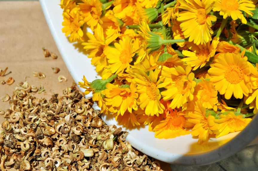 Calendula – A Golden Herb for Garden and&nbsp;Kitchen