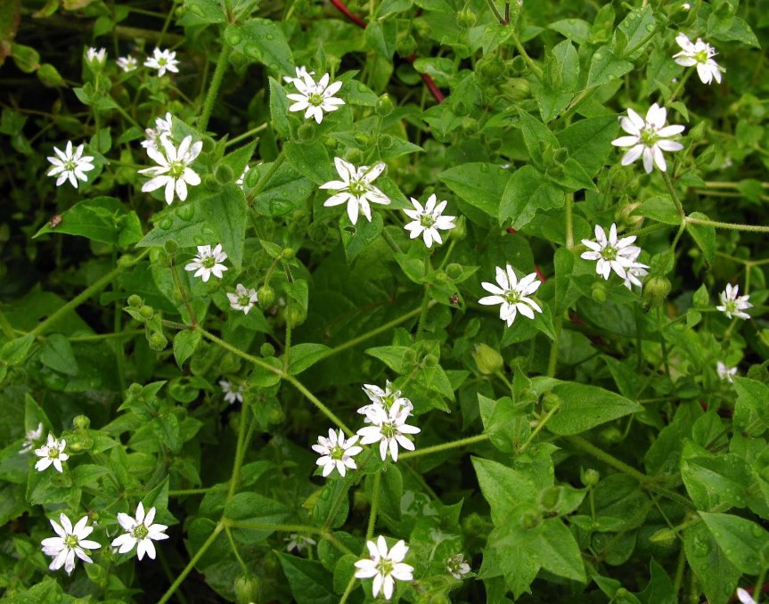Chickweed  {Stellaria media}