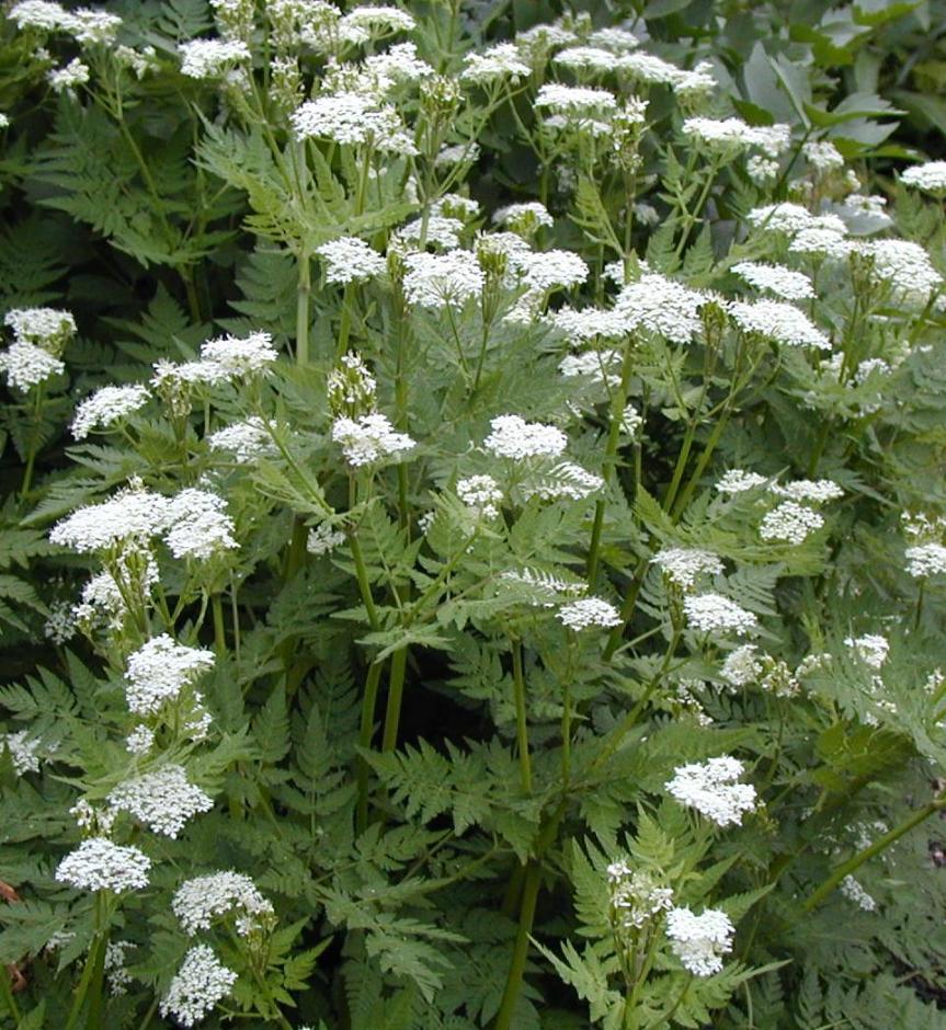 Spring Herb: Cicely {Myrrhis&nbsp;odorata}