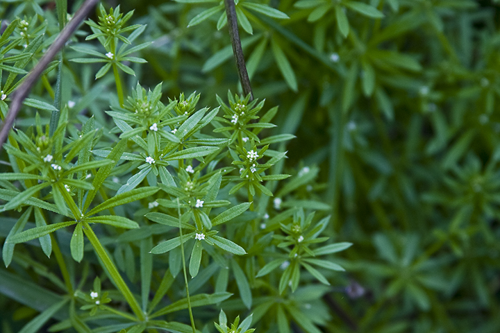 Cleavers – A Common Little Known&nbsp;Herb