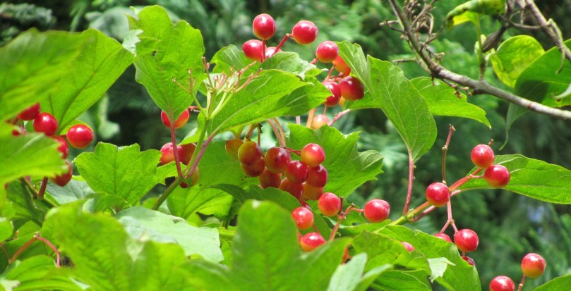 Plant Profile: Crampbark