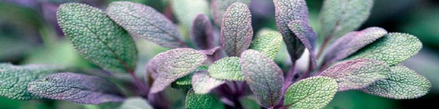 Plant Profile: Sage