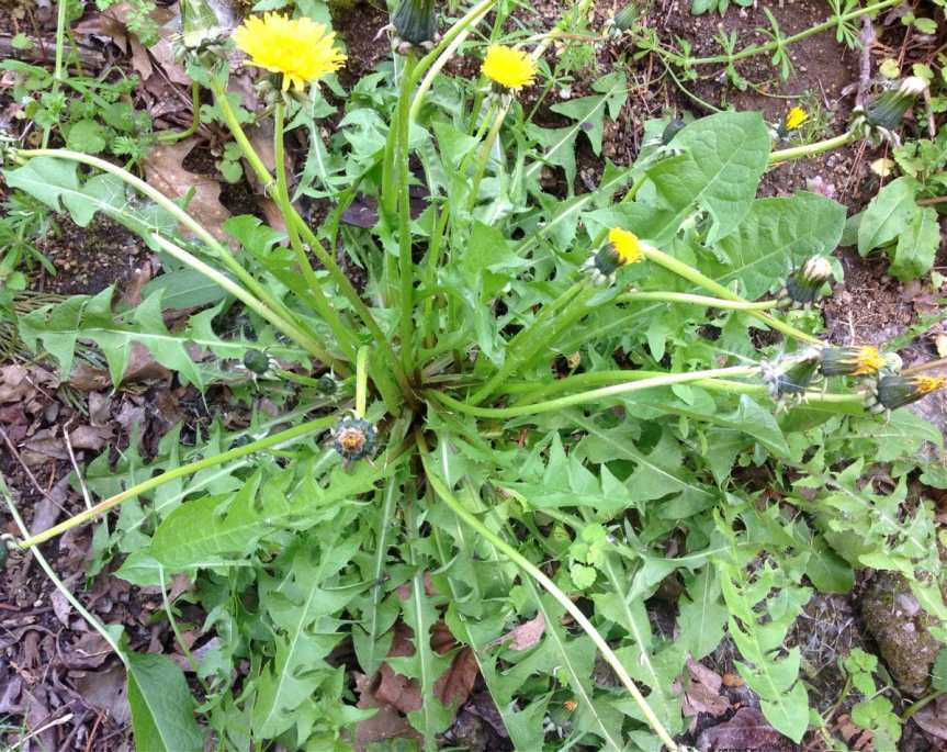 Dandelion, A Common Garden&nbsp;Herb