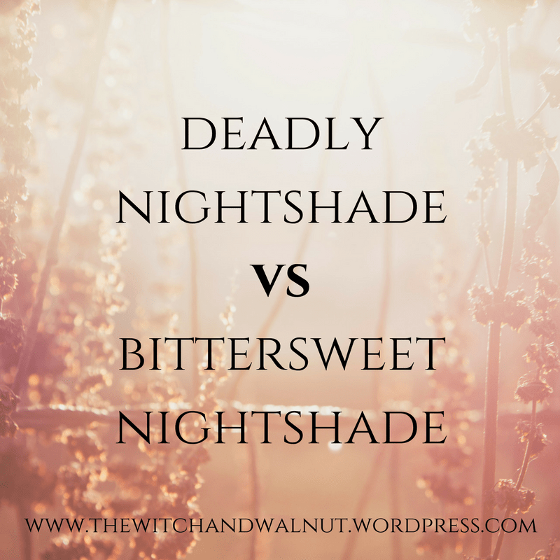 Deadly Nightshade VS Bittersweet&nbsp;Nightshade