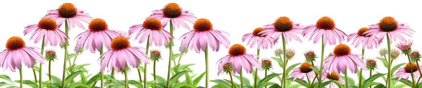 Seven Safe, Effective Natural&nbsp;Antibiotics