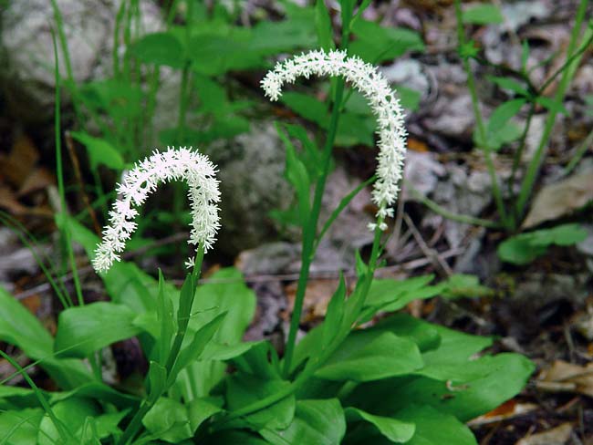 Endangered Species: False Unicorn&nbsp;Profile