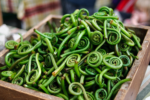 Foraging for Fiddleheads {Well, Sort&nbsp;Of}