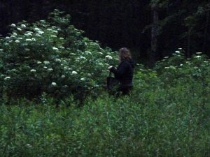 Dana gathers elder as the sun rises on the summer solstice!