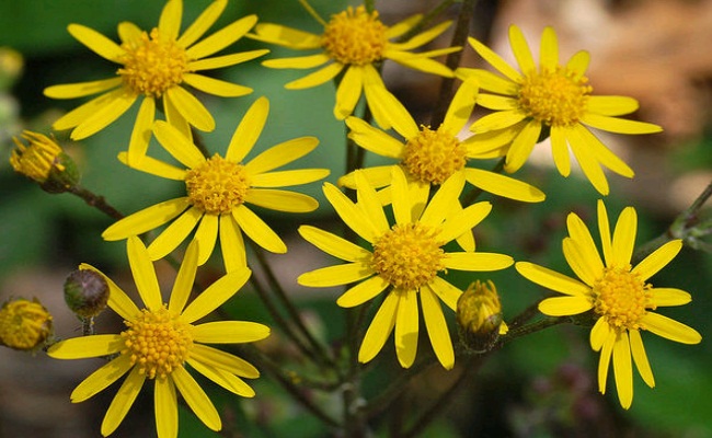 The Forager’s: Life Root&nbsp;Profile