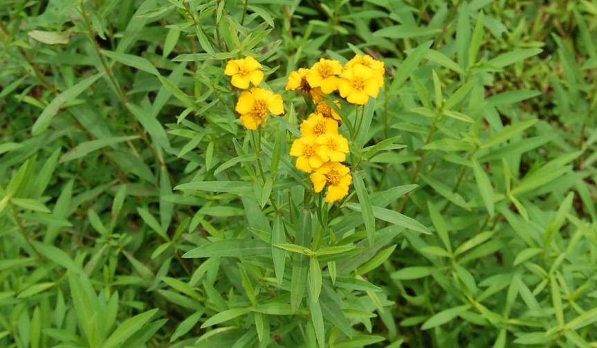 Mexican Mint Marigold
