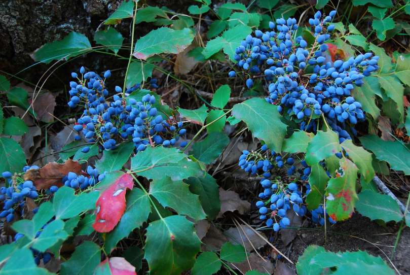 Our Beloved Oregon&nbsp;Grape
