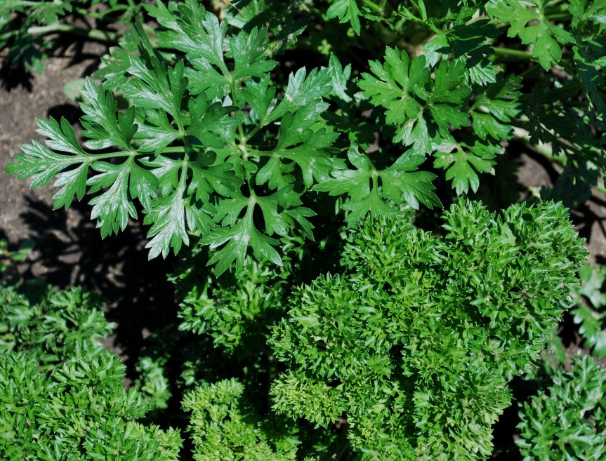 Our ‘Go To’ Herb:&nbsp;Parsley