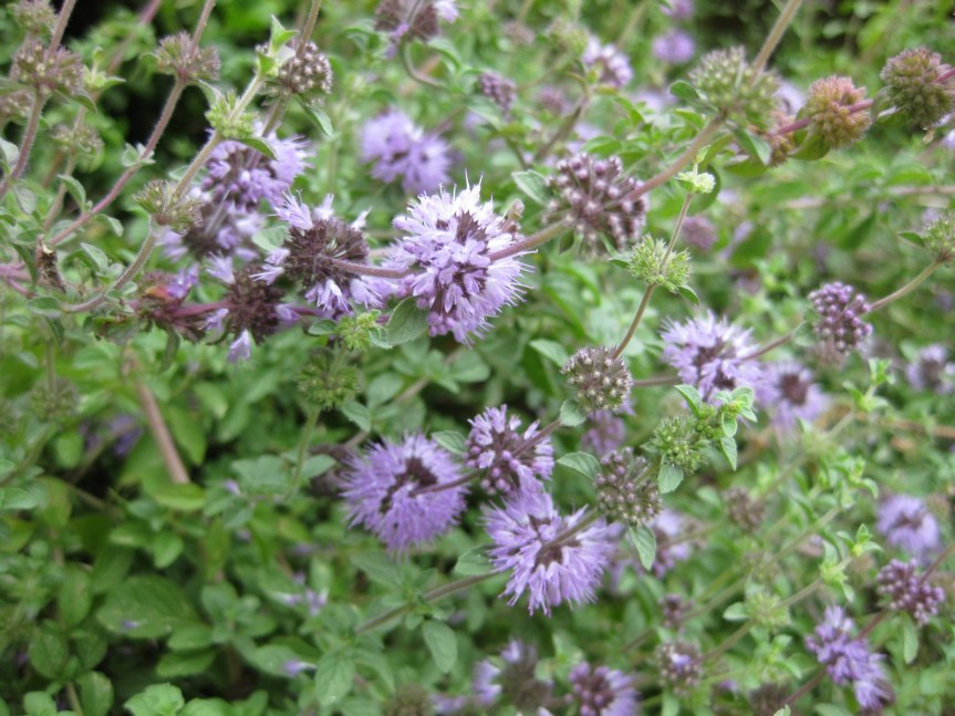 Plant Profile: Pennyroyal