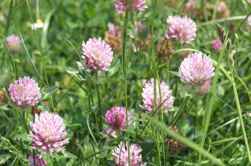 Plant Profile: Red Clover {Trifolium&nbsp;pratense}