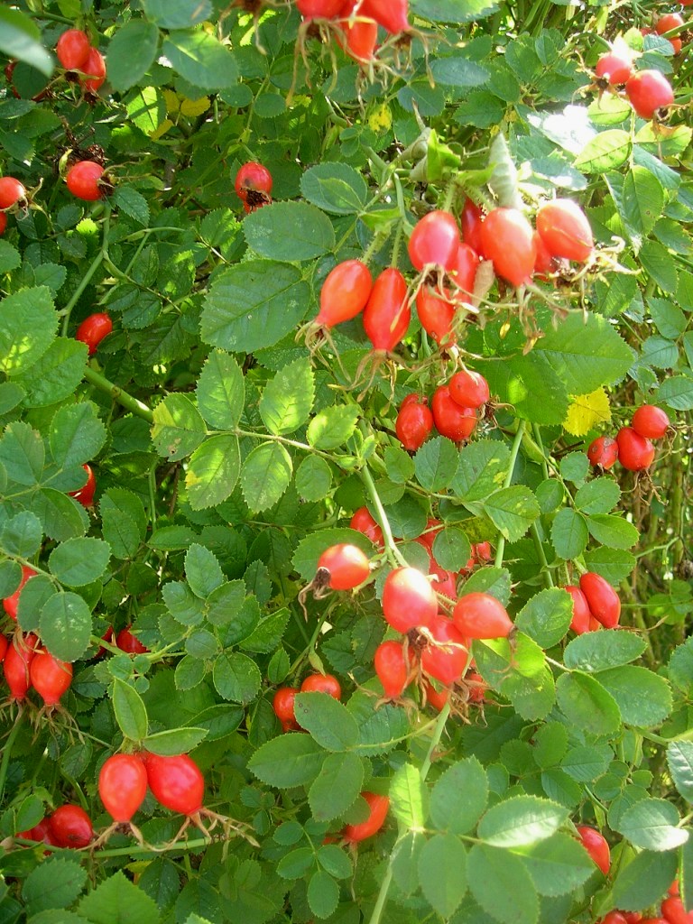 Food as Medicine: Dog Rose Hip (Rosa canina,&nbsp;Rosaceae)