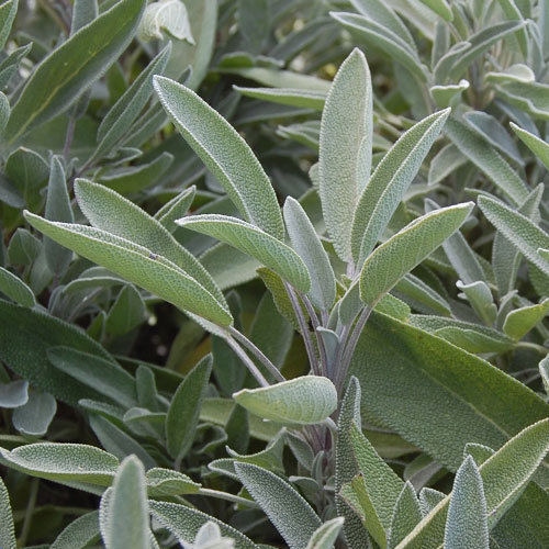 Sage for Sore&nbsp;Throats