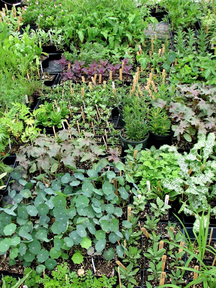 A Living Herbal&nbsp;Apothecary