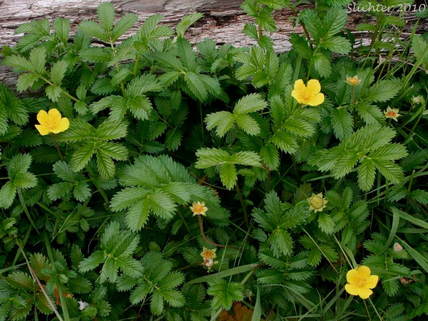 Those Medicinal Weeds: Silverweed {Potentilla&nbsp;anserina}