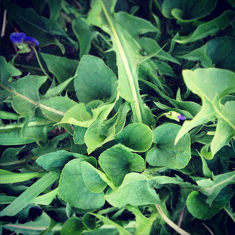 Springtime Herbs To Have On&nbsp;Hand