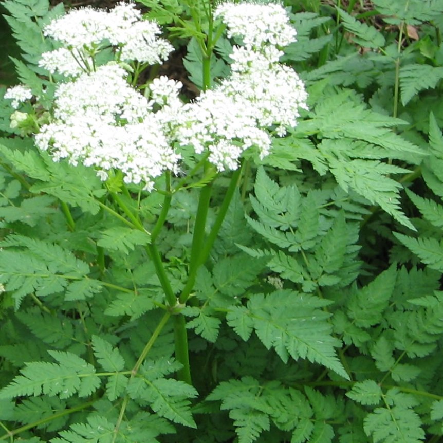 Sweet-Cicely