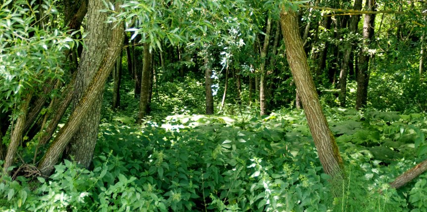 Sustainable Wild Collection Protects People, Plants, and&nbsp;Animals