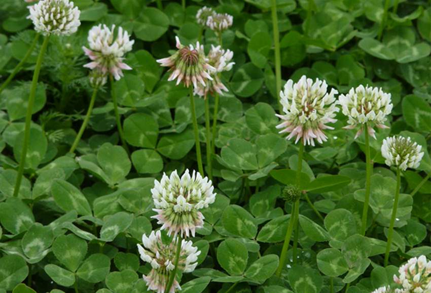 Plant Profile: White Clover {Trifolium&nbsp;repens}