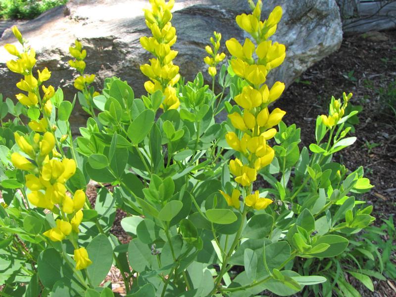 Plant Profile: Wild Indigo {Baptisia&nbsp;tinctoria}