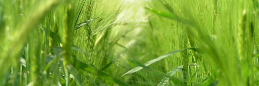 Health Benefits of Barley&nbsp;Water