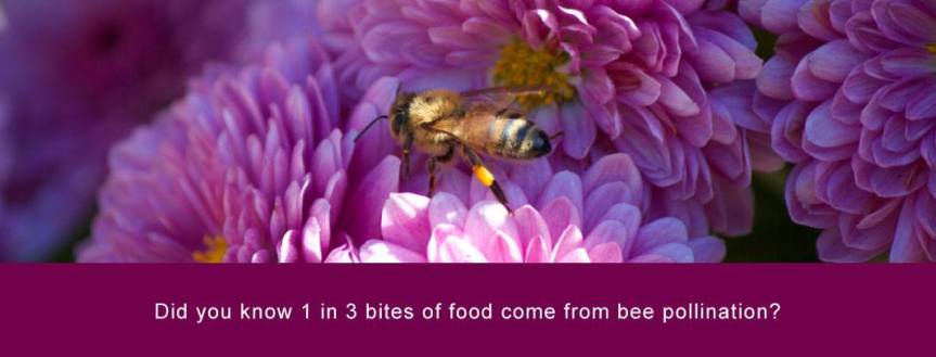 Honey Bees; Heros of Our&nbsp;Planet