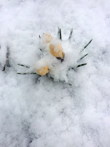 Mid-March - Crocus in the Snow
