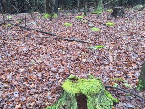 Line of stumps in January - strong telluric energy. 