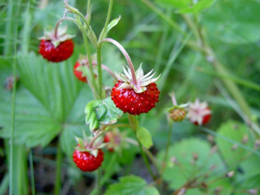 Indefinitely Wild; Foraging Wild&nbsp;Strawberries
